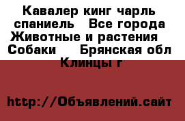 Кавалер кинг чарль спаниель - Все города Животные и растения » Собаки   . Брянская обл.,Клинцы г.